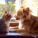 独身と結婚　どっちがいいの？