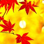 秋から始める婚活で年内成婚？