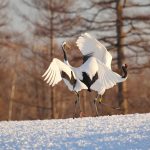 婚活が一番盛り上がる時期は年末年始